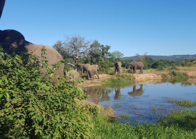 Parcul Național Kruger